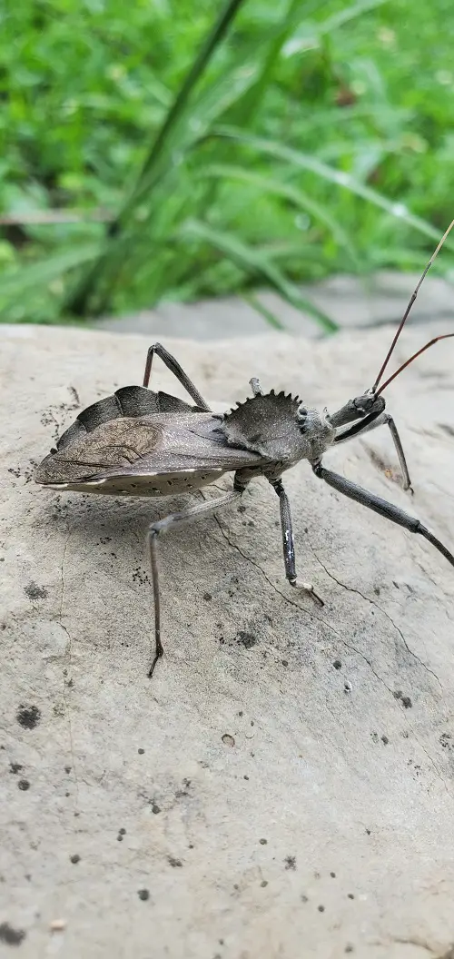 What is a Wheel Bug
