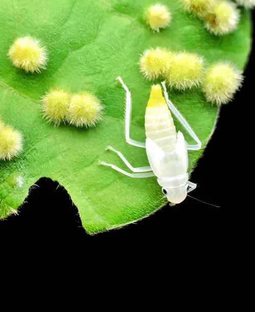 tiny White bug on Dust-Looking Plants