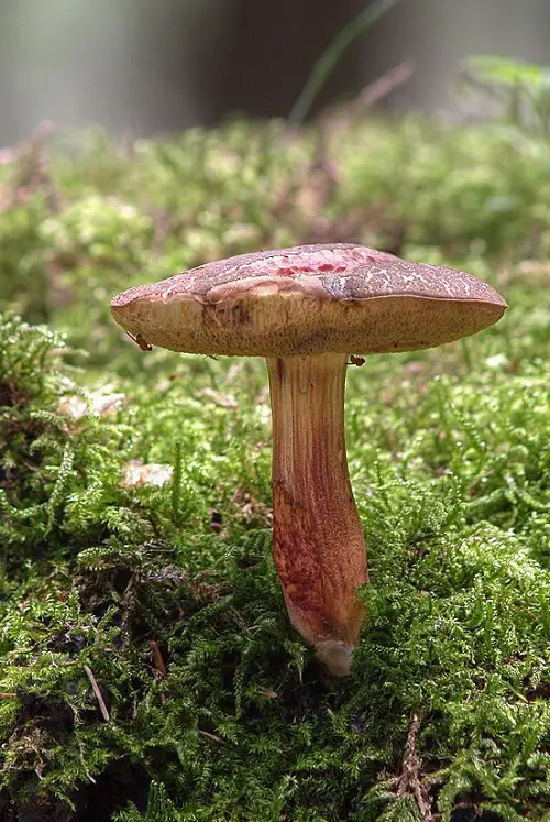 most Common Mushroom Names 22