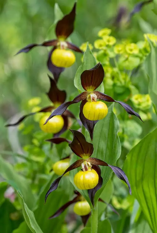best Incredible Varieties of Yellow Orchids
