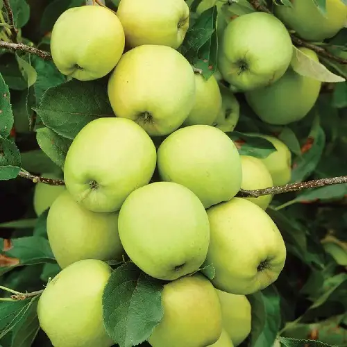 Varieties of Yellow Apples for the Garden 