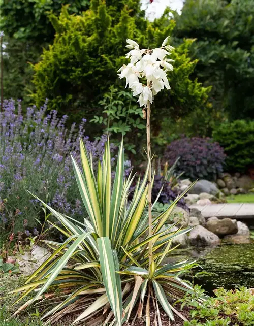top Beautiful Plants with Sword Shaped Leaves