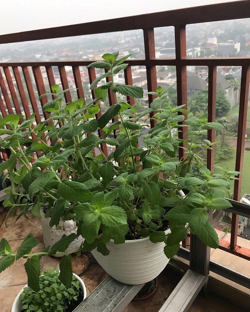 mint in a pot in balcony