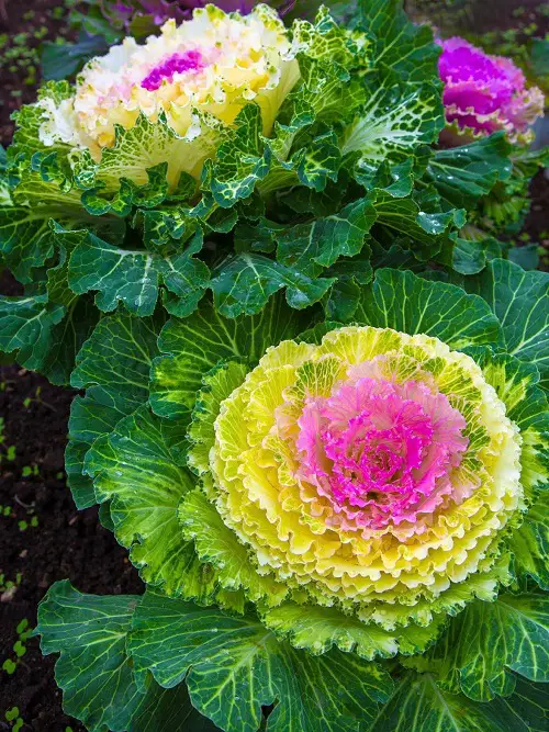Amazing Ornamental Vegetables 