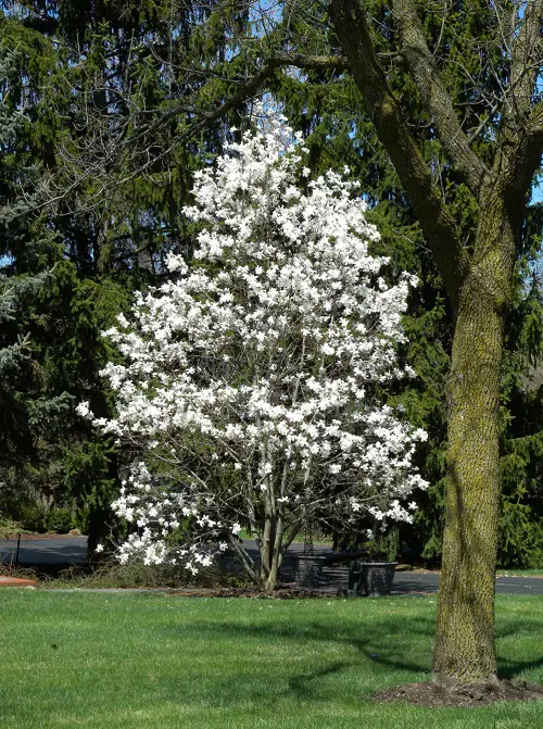 Magnolia Alba Care