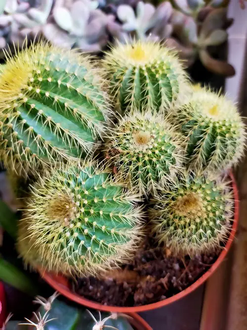 Indoor Plants for Serious Plant Murderers and Black Thumbs