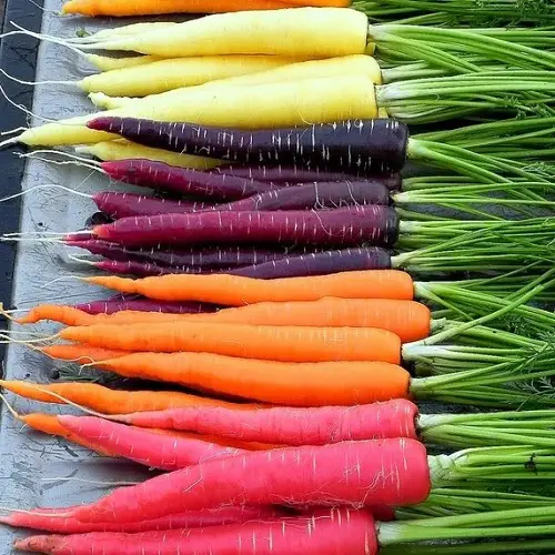 Amazing Ornamental Vegetables 8