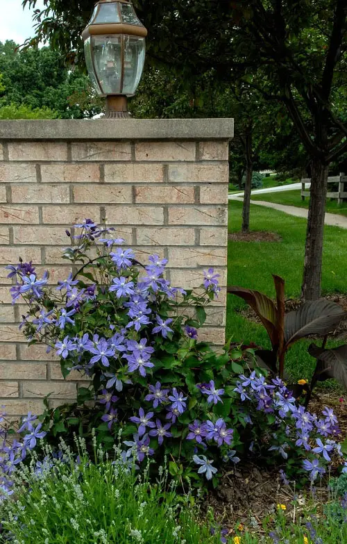  Ground Cover Plants