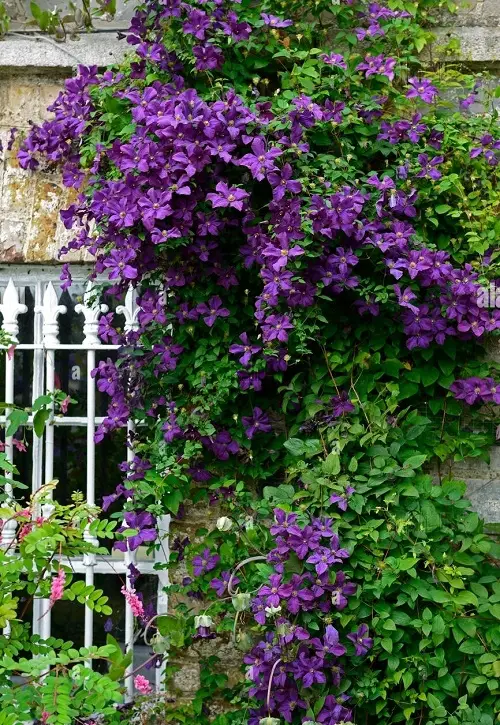 Beautiful Purple Flowers With Yellow Center