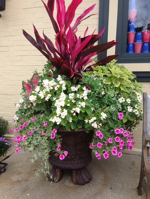 Cordyline Hot Pepper Plant and Landscaping 