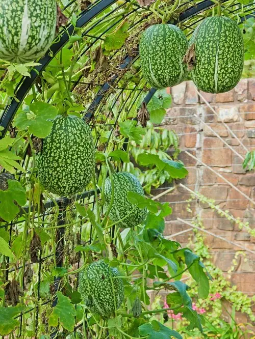 Green Vegetables that Are Vines 2