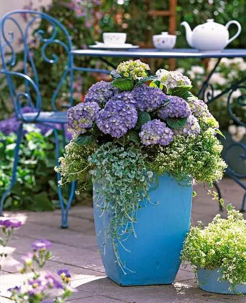 Potted Hydrangeas