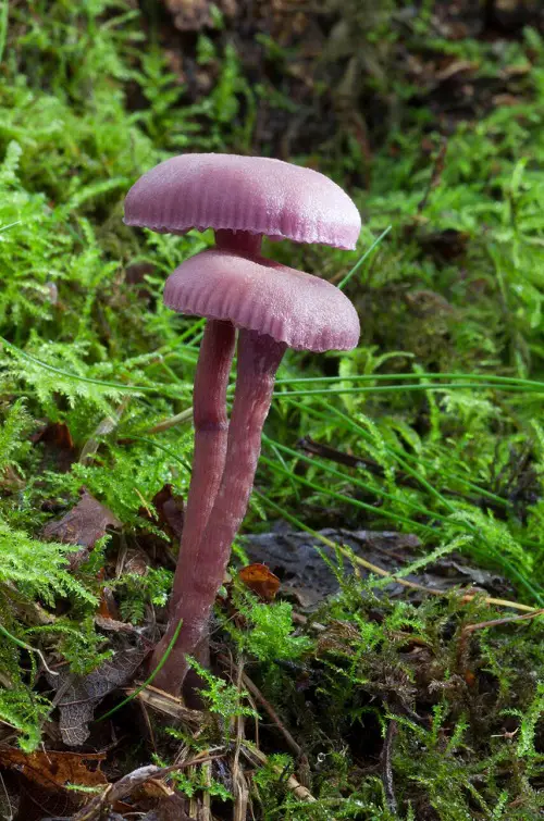 beautiful Flowers-Inspired Mushrooms 