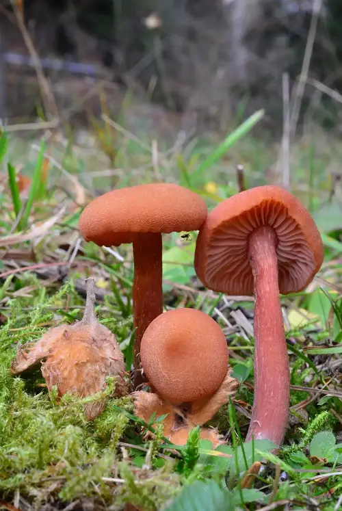 Common Mushroom Names 