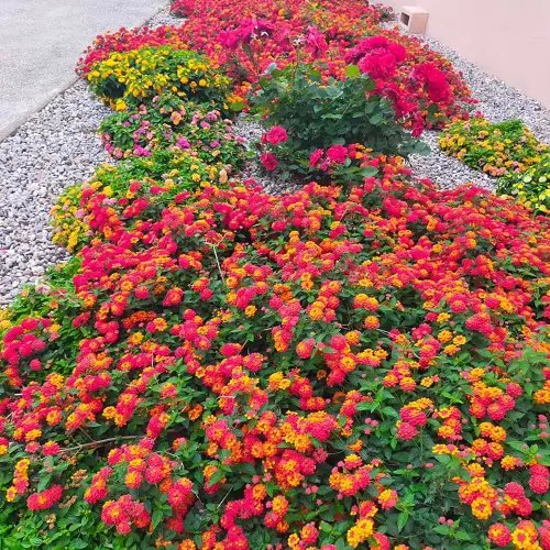 Lantana Gravel Driveway