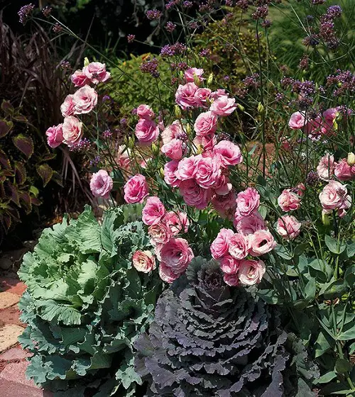 Types of Lisianthus Varieties in garden