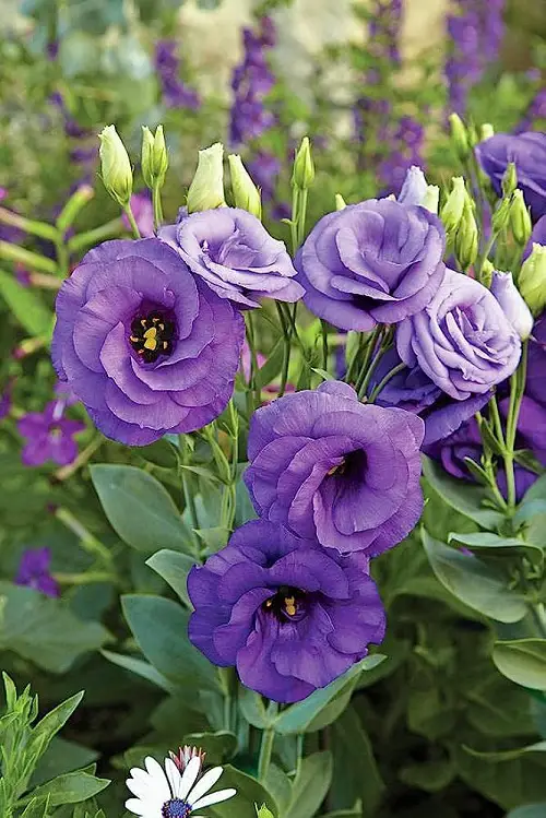 Various Lisianthus Varieties 2