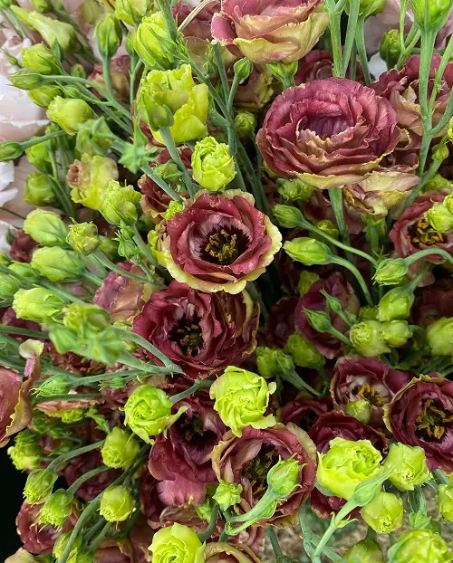 Beautiful Lisianthus Varieties 5