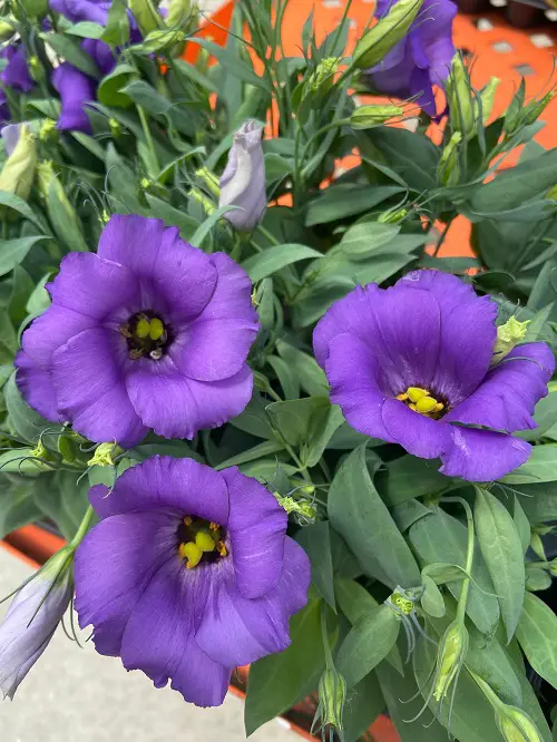 Awesome Types of Lisianthus Varieties 4