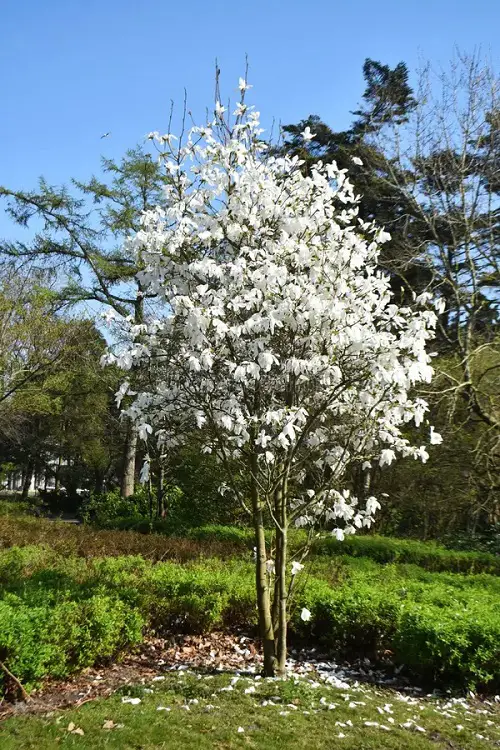Magnolia Alba Information