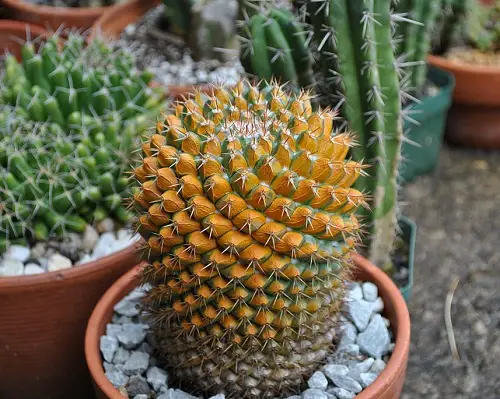 reasons of Cactus Turning Yellow