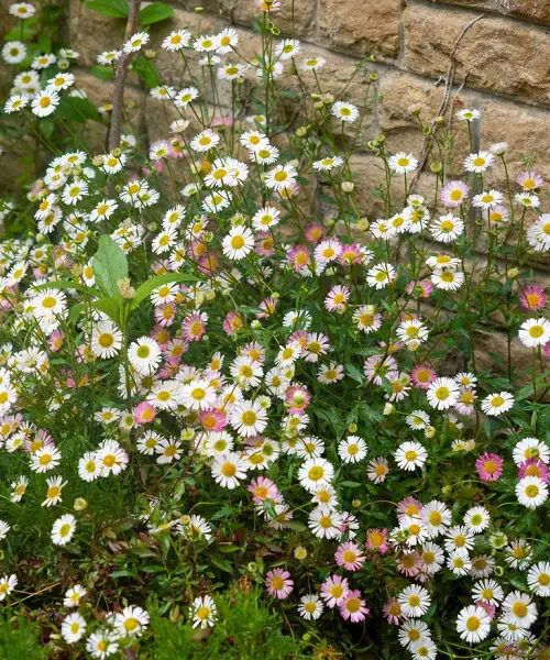 Beautiful Fast Growing Ground Cover Plants