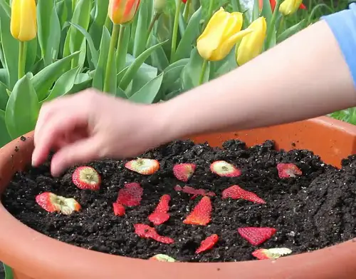 Grow Strawberries from Scraps in pot 