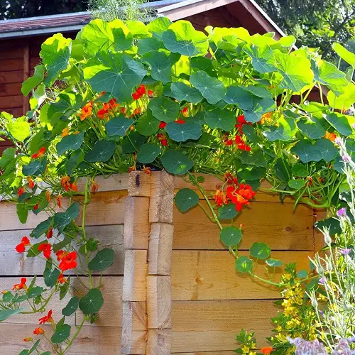 Amazing Best Vining Herbs for Small Spaces
