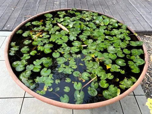 Plants Resembling Lily Pads 