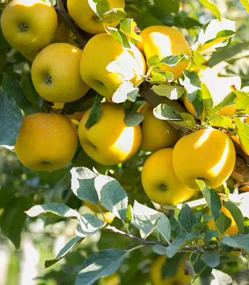 best Garden-Used Yellow Apple Varieties 