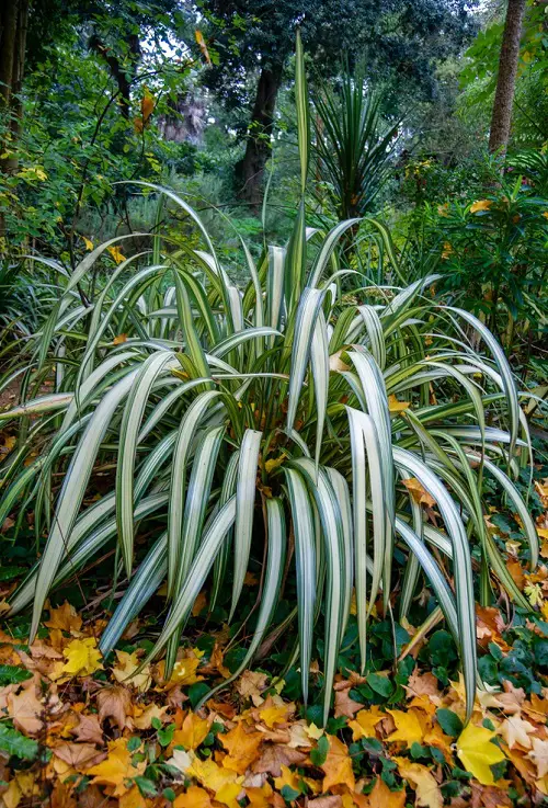 Gorgeous Plants with Leaves Shaped Like Swords