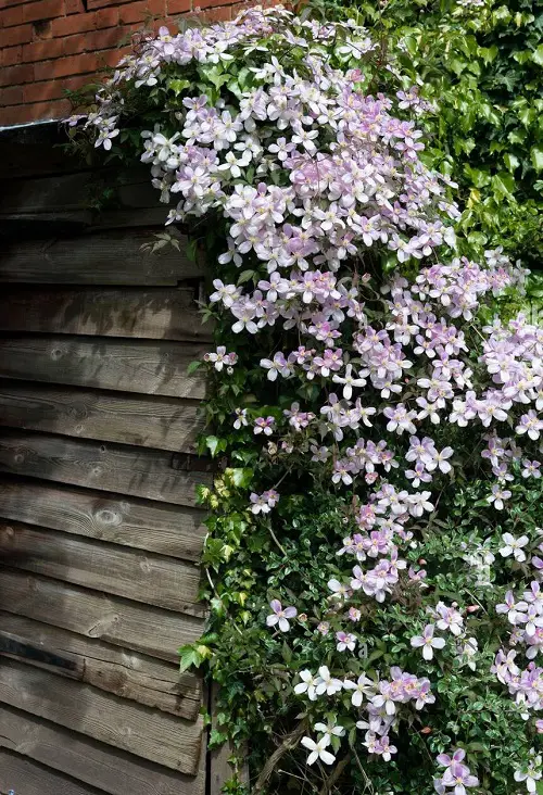 top Fragrant Climbers for Walls in the Garden