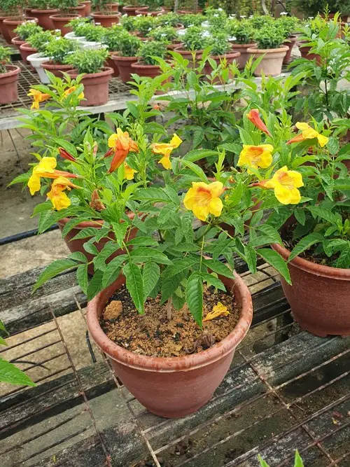 Esperanza Plant Care