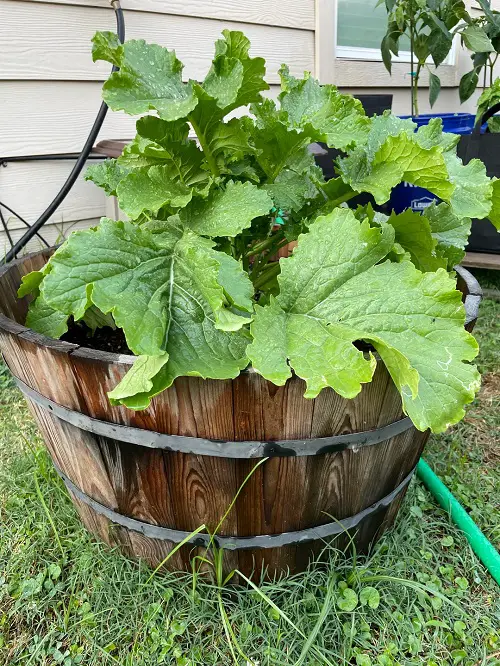 most lovely Vegetable Plants for Barrels