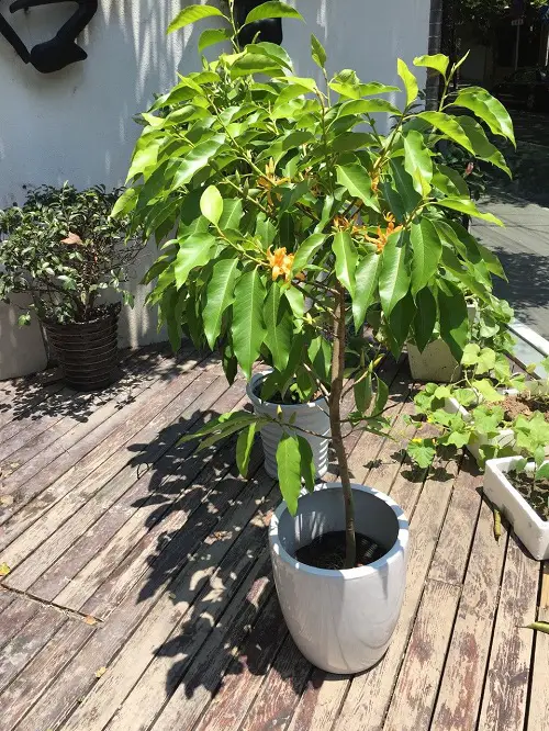 Propagating Magnolia Alba