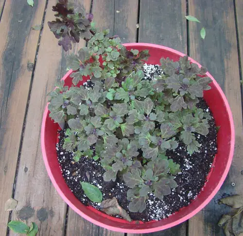 beautiful Top Purple Coleus Types