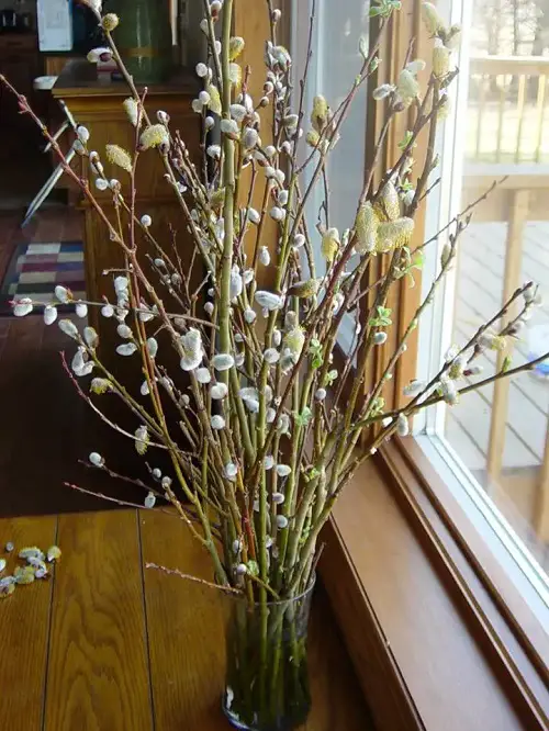 Propagating Pussy Willow