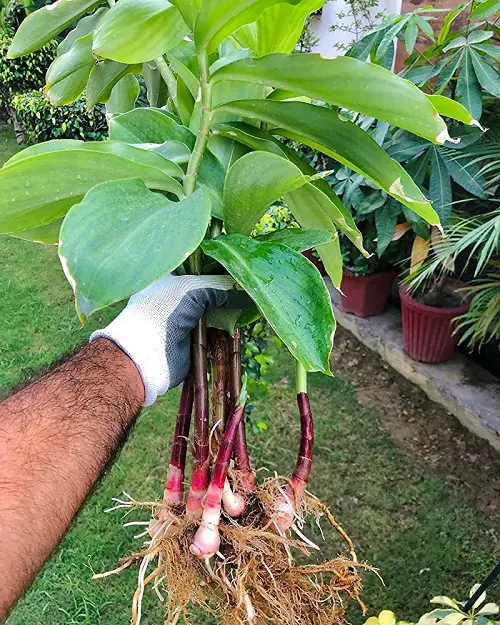Propagating Insulin Plant