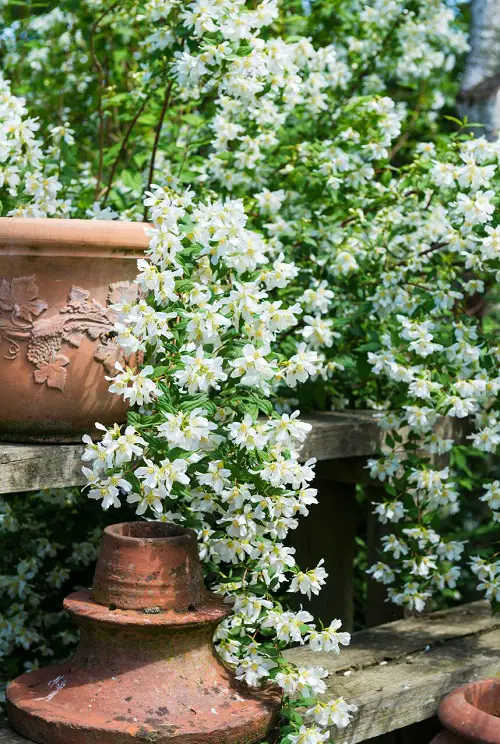 best Flowers That Smell Like Lemon & Orange