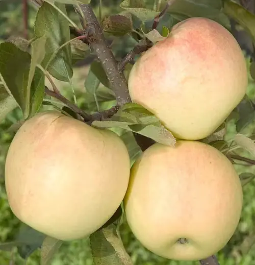 Yellow Apple Varieties 1