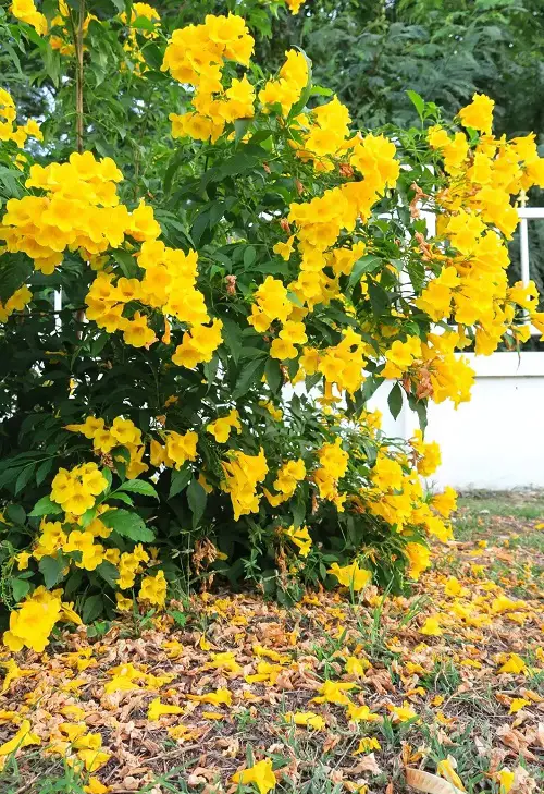Requirements for Growing Esperanza Plant