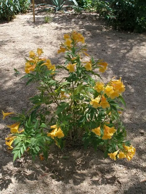 Esperanza Varieties You Must Grow