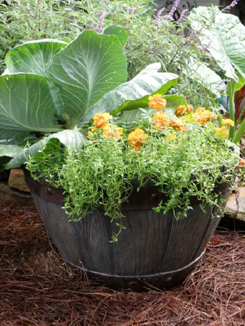 Best Herb Plants for Barrels in garden