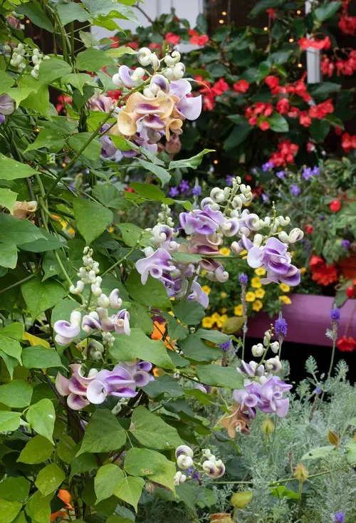 The Garden's Most Scented Wall Climbers 