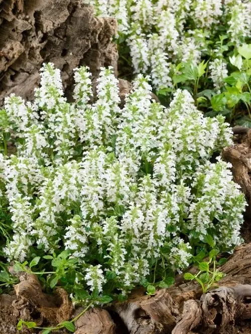 lovely Ground Covers with White Flowers 7