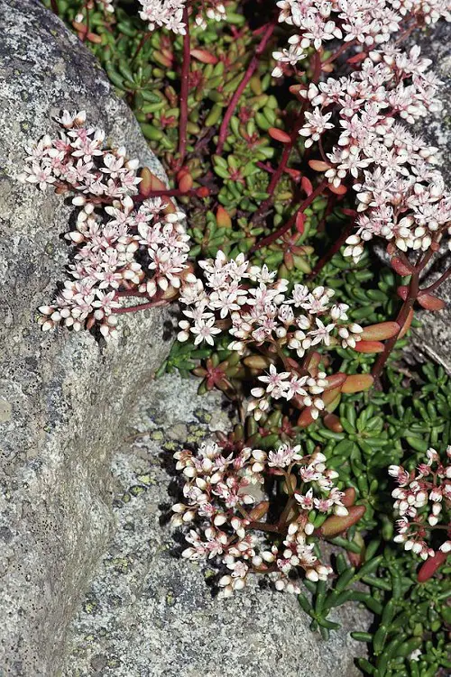 Beautiful Ground Covers with White Flowers on rock