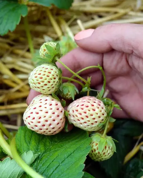 Hula Berries Care