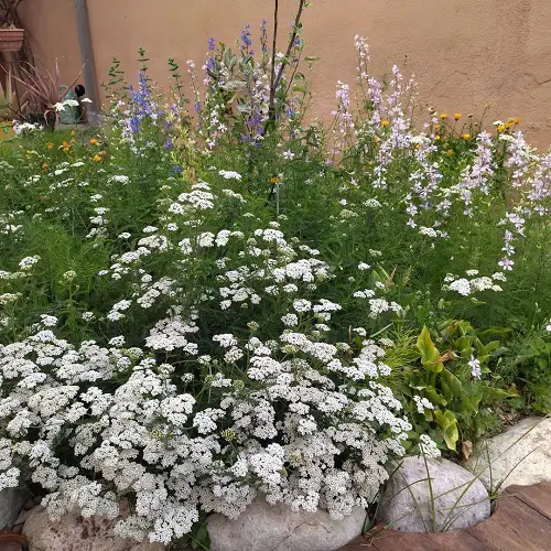 perennials that rabbits avoid 3
