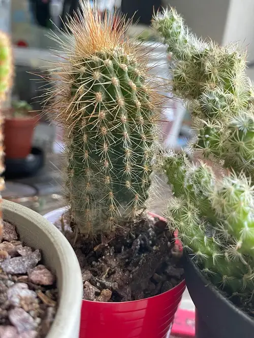 Cactus Turning Yellow because of ageing