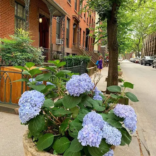 Top Purple Hydrangea Varieties Types in pot